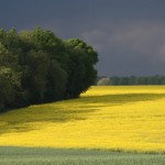 Rapeseed in springtime, right before a thunderstorm, seen from the kitchen window.